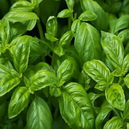 Fresh, green basil leaves, organic sacred basil or Tulsi for planting.