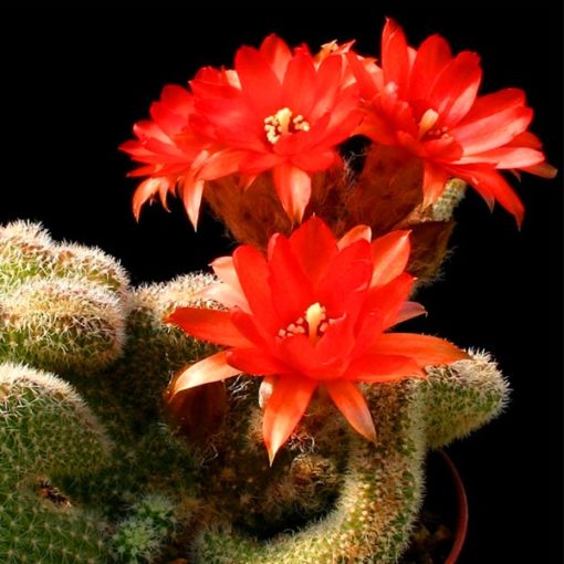 Cactus Strombocactus disciformis