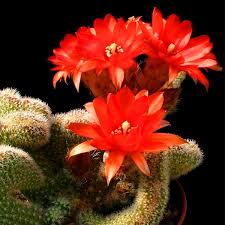 Strombocactus disciformis cactus with bright red flowers.