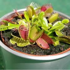 Dionée attrape-mouche plant in a pot with several open traps.