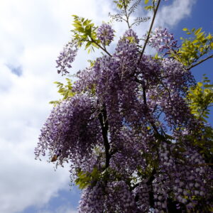 Glycine de Chine