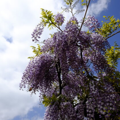 Glycine de Chine