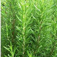 Fresh green rosemary herb plant, close-up. Graines aromatiques de Romarin.