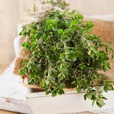 Fresh oregano sprigs, tied with twine, on a rustic tray.
