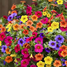 Mix of colorful petunias in a hanging basket, featuring a variety of vibrant blooms.