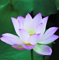 Lotus Sacré
