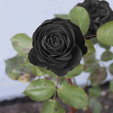 Rose noir
