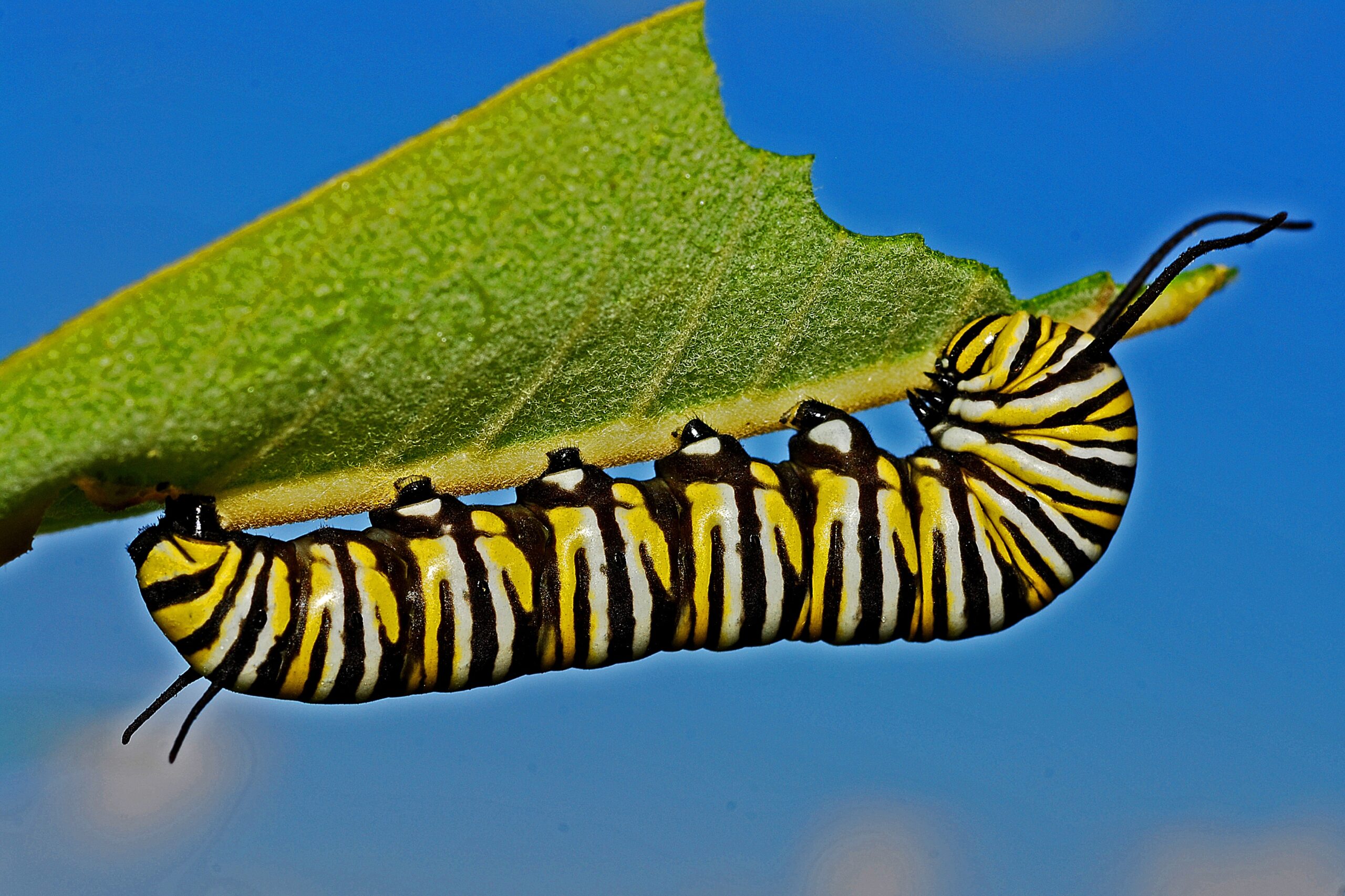 Monarch caterpillar eating a green leaf, battling garden pests.