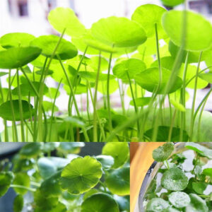 Lush Gotu kola plants with round, green leaves, thriving indoors as seen on the Page d’accueil blog.