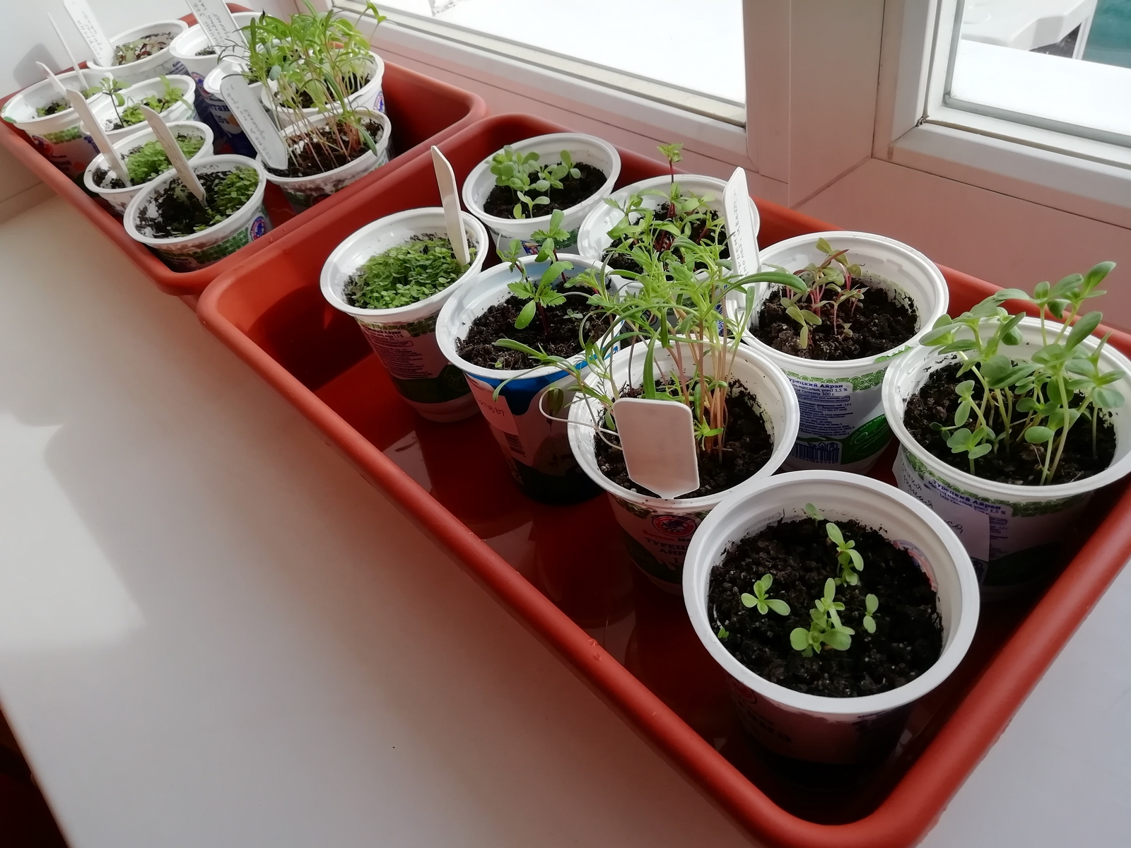 Seedlings in yogurt cups on a windowsill, ready for August planting.