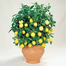 Citrus Limon tree in pot with many yellow lemons. Graines Citronnier Jaune.