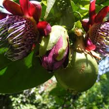 Atala passionflower seeds: Exotic flower and unripe fruit on the vine.