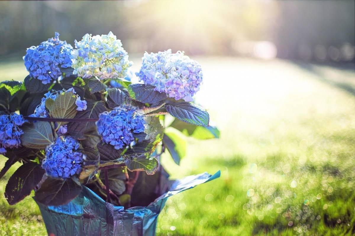 Blue hydrangeas in a pot, bathed in morning sunlight, perfect for choosing ideal flower pots.