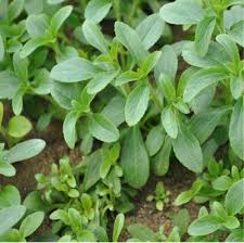 Stevia plant with vibrant green leaves growing in soil.