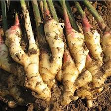 Freshly harvested ginger roots, ready for planting as "Gingembre (x5 graines)".