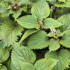 Close-up of vibrant green Shiso Vert leaves and flower buds.