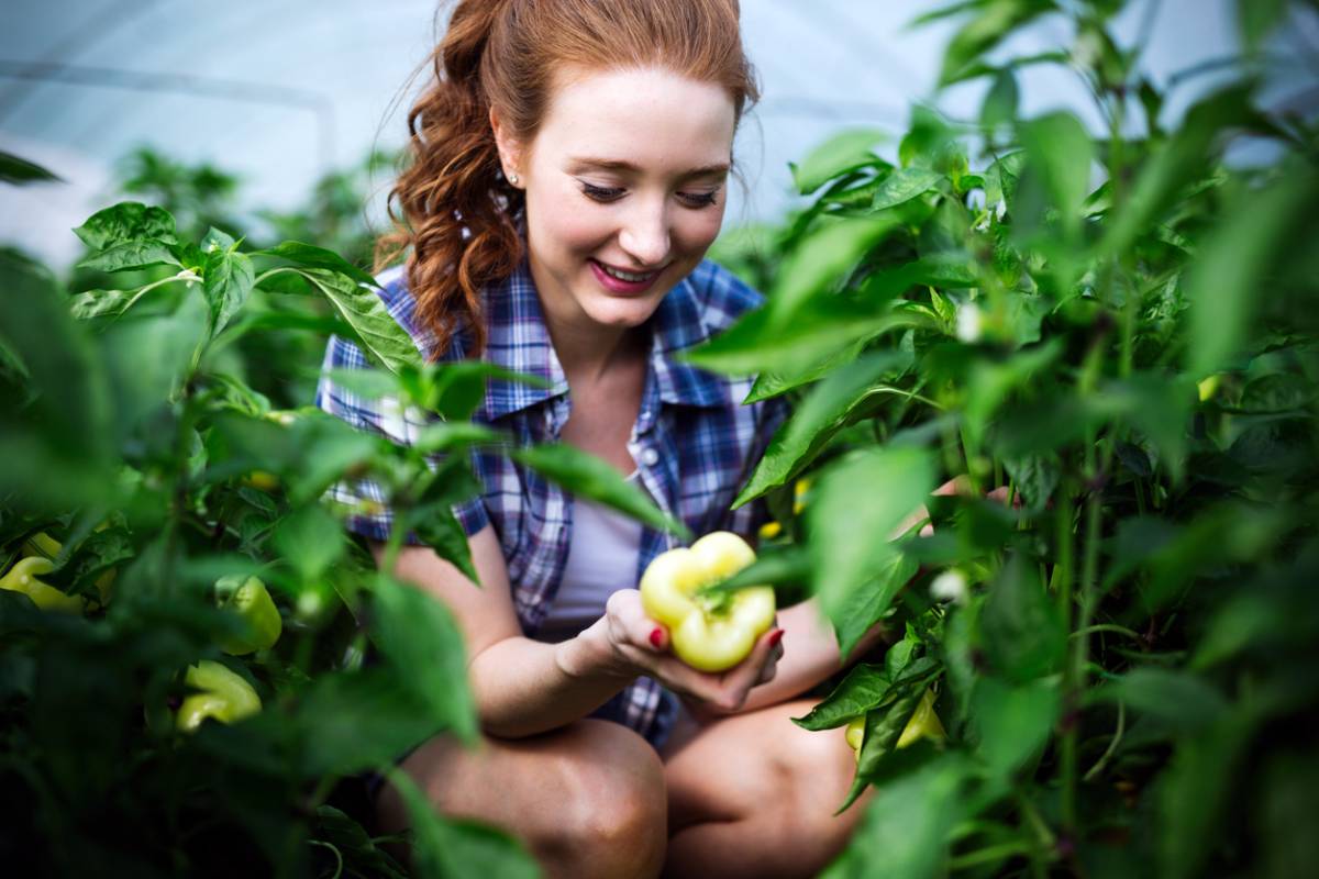 Woman holding a yellow pepper in a greenhouse tunnel