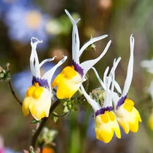 Nemesia cheiranthus 'Masquerade' flowers with yellow petals and white, antenna-like projections.