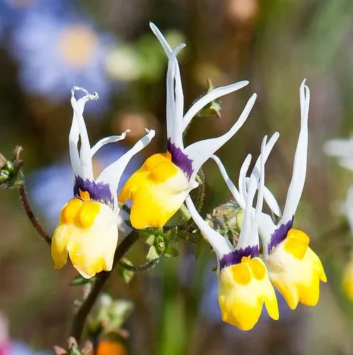 Nemesia cheiranthus 'Masquerade' flowers with yellow petals and white, antenna-like projections.
