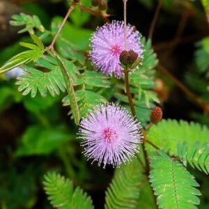 Mimosa pudica plant with delicate pink flowers and sensitive leaves. Graines de mimosa pudica.