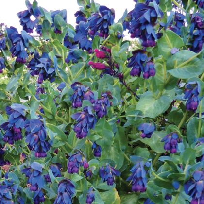 Cerinthe Major kiwi blue seeds blooming with blue-purple flowers and green foliage.