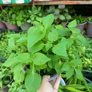 KINH GIOI plant, also known as Vietnamese Lemon Balm, with bright green leaves in a pot.