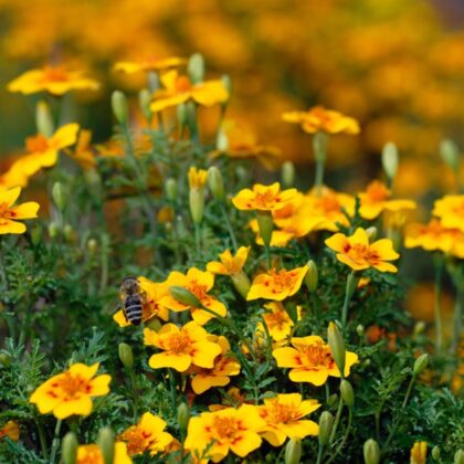 Tagetes lucida flowers with a bee collecting pollen. Sweet mace marigold blossoms in full bloom.