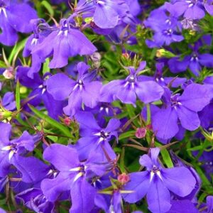Close-up of vibrant blue Lobelia pendula regatta blue flowers in bloom.