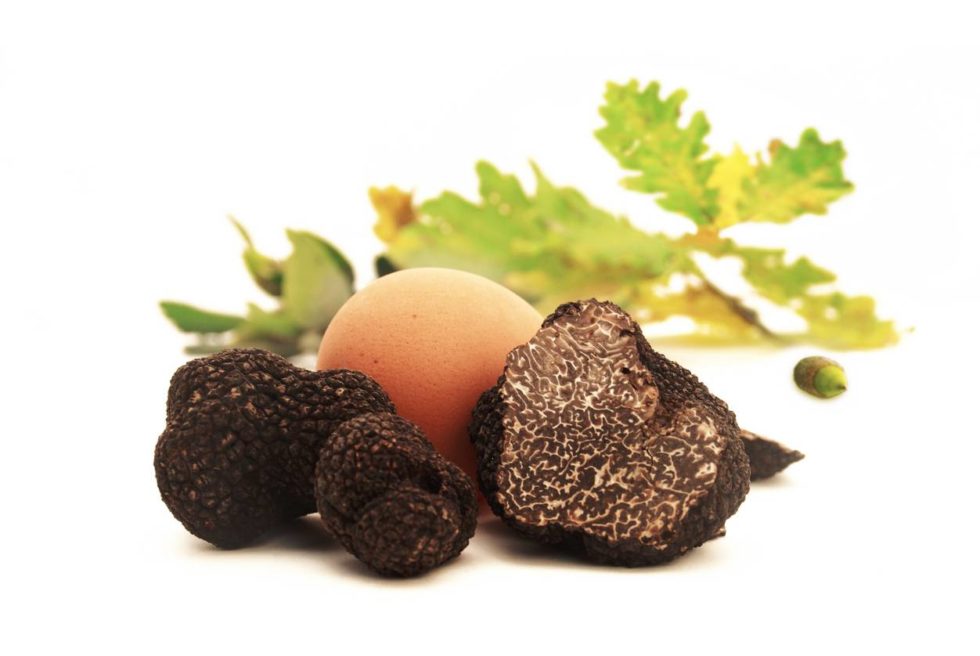 Comment faire pousser des truffes chez soi ? - Ravissant Jardin
