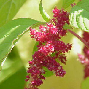 Amarante plant with vibrant red flower spikes and green leaves, close-up.