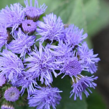 Close-up of blue Ageratum flowers, also known as a natural mosquito repellent.