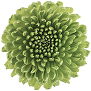 Lime green chrysanthemum flower head with tightly packed petals