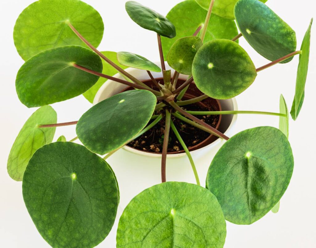 Pilea peperomioides in a pot, showcasing its round leaves.