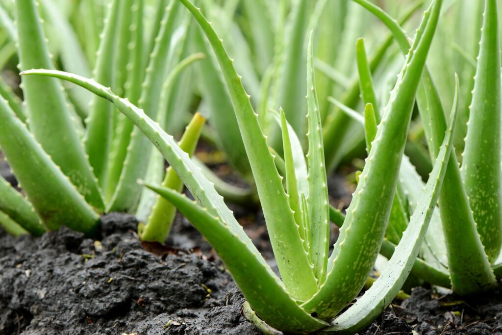 Aloe vera plants growing in dark soil