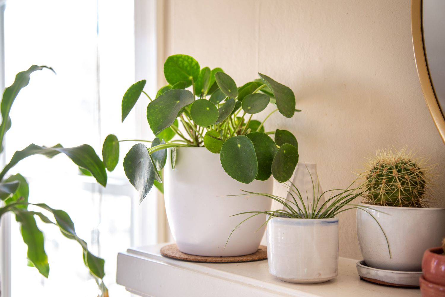 Pilea peperomioides in a white pot, next to a cactus and another plant on a shelf.