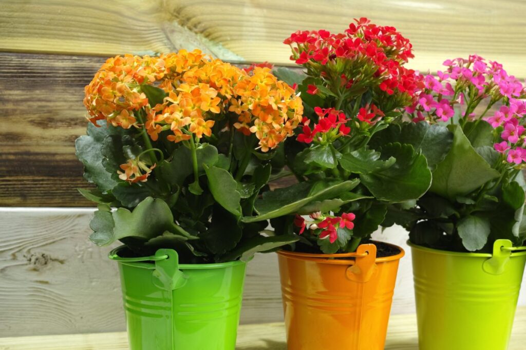 Colorful Kalanchoe blossfeldiana plants in bright pots.