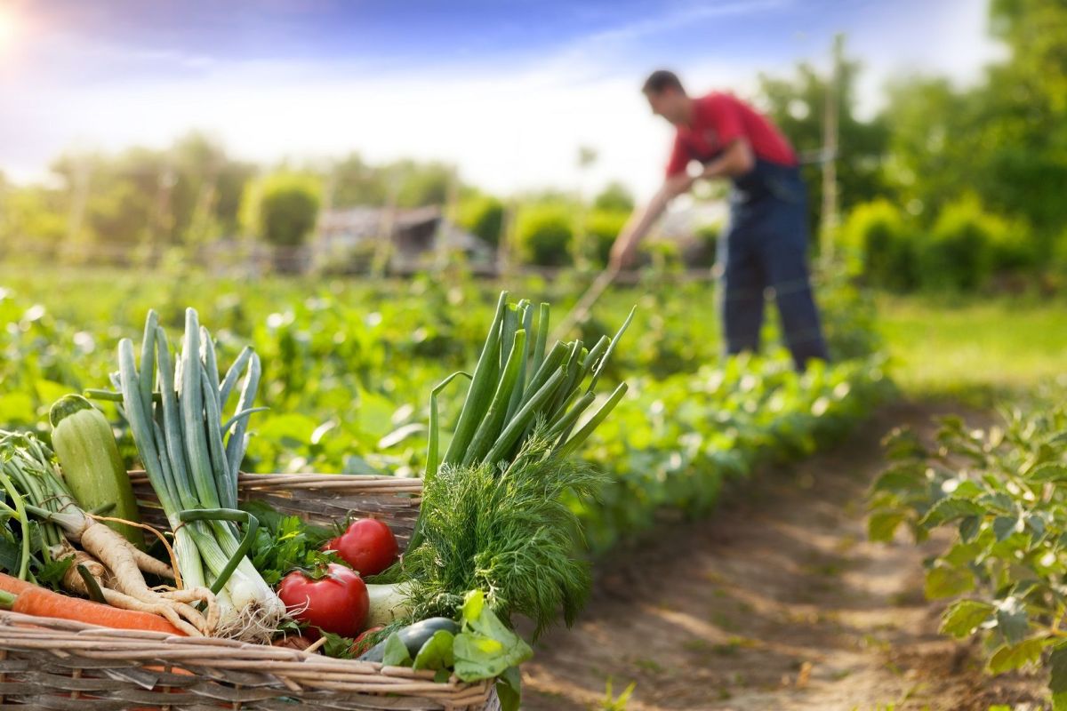 Fresh vegetables in a basket, farmer tending garden. Growing vegetables all year round.