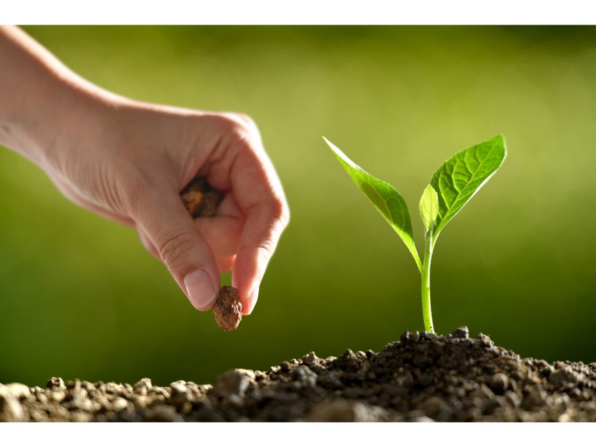 Hand planting a seed next to a small seedling. Growing indoor plants.