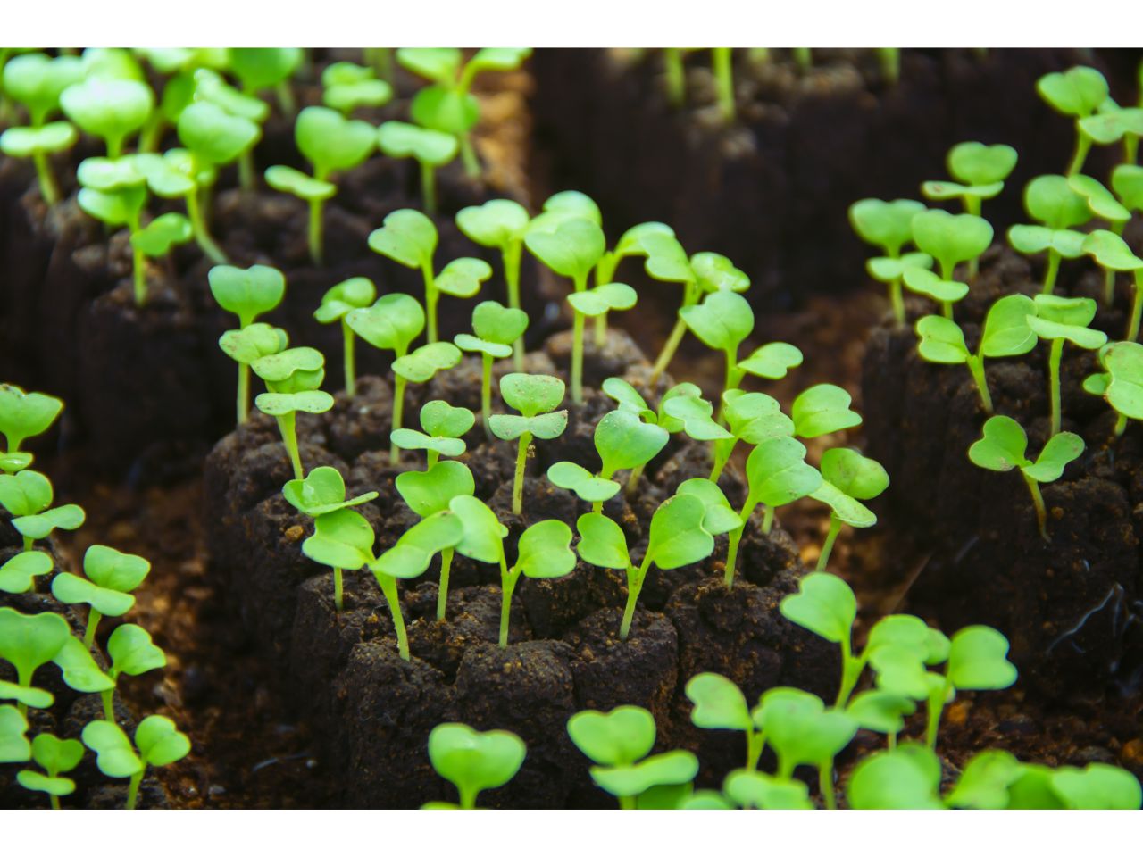 Vegetable seedlings growing in soil blocks, ready for the garden.