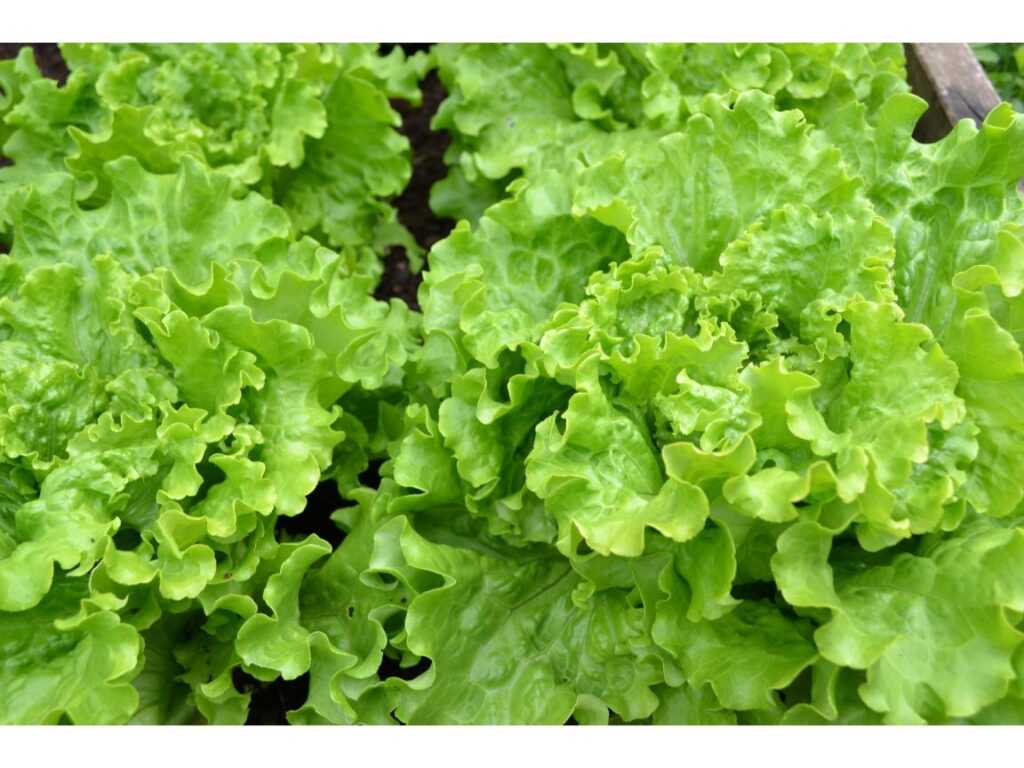 Fresh green lettuce growing in a garden. Top garden seeds.