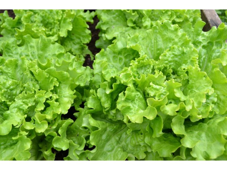Top 10 des graines de jardin potager et verger