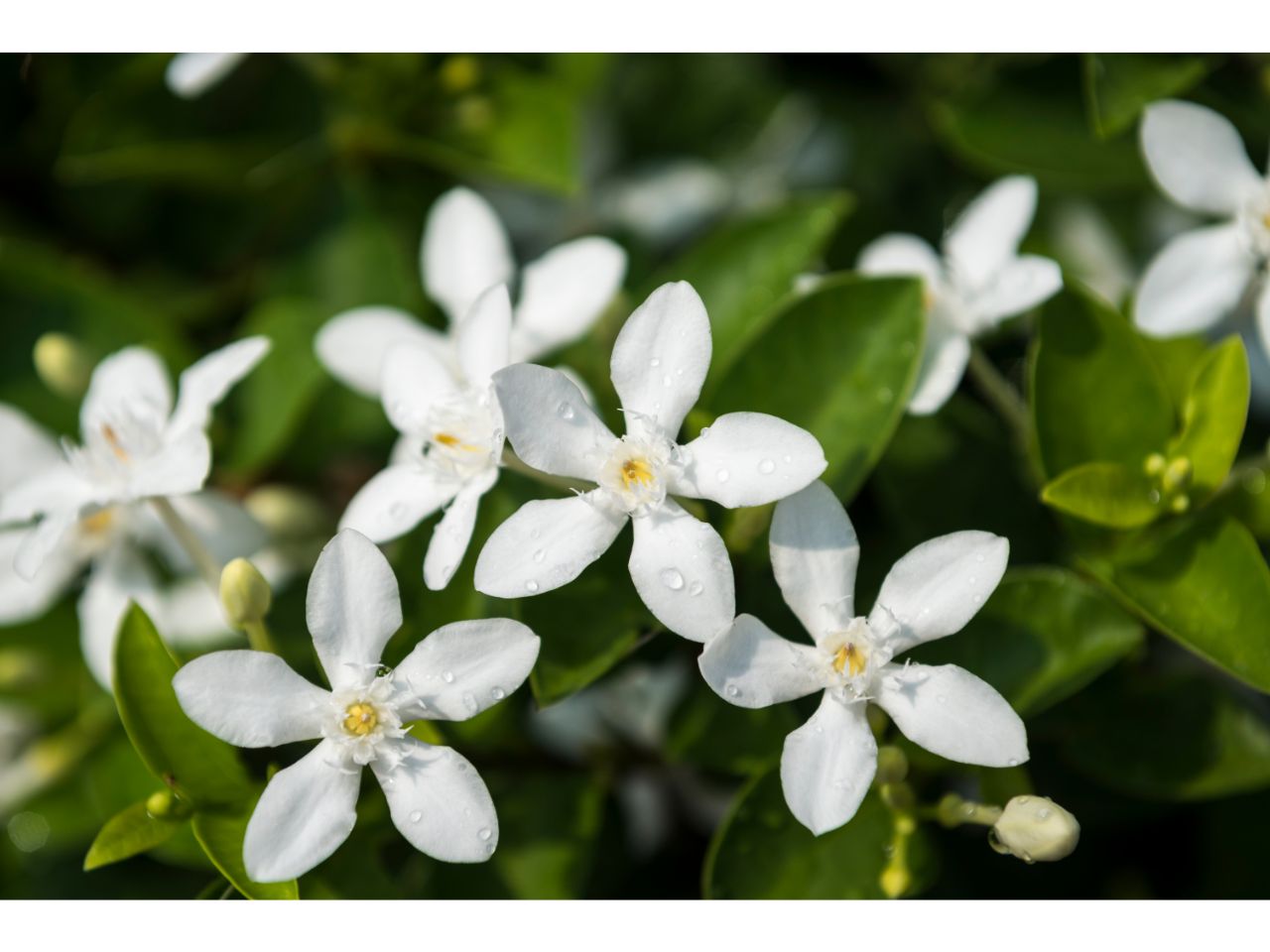 White Wrightia antidysenterica flowers with green leaves. Best perennial seeds.