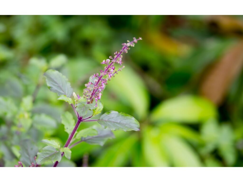 Holy basil plant with purple flowers, perfect for planting an organic Basilic sacré.
