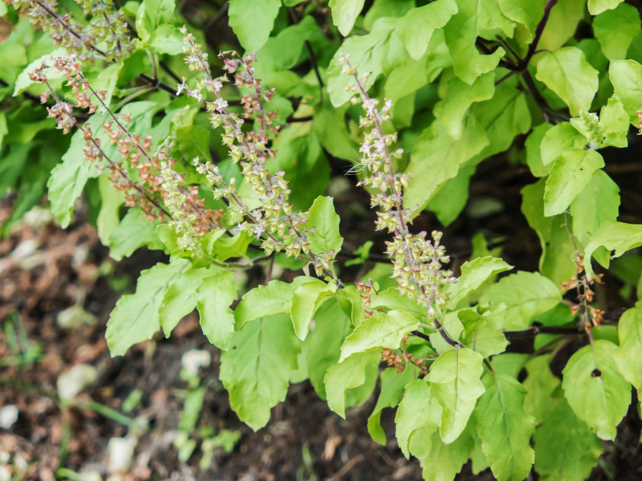 Organic Holy Basil plant with green leaves and flower spikes, showcasing Basilic sacré bio.