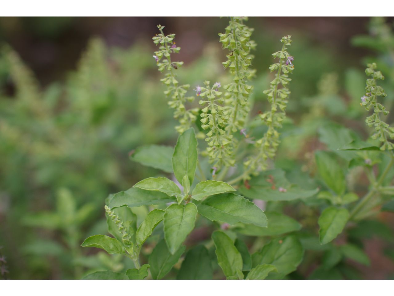 Holy basil plant with green leaves and flowering spikes.