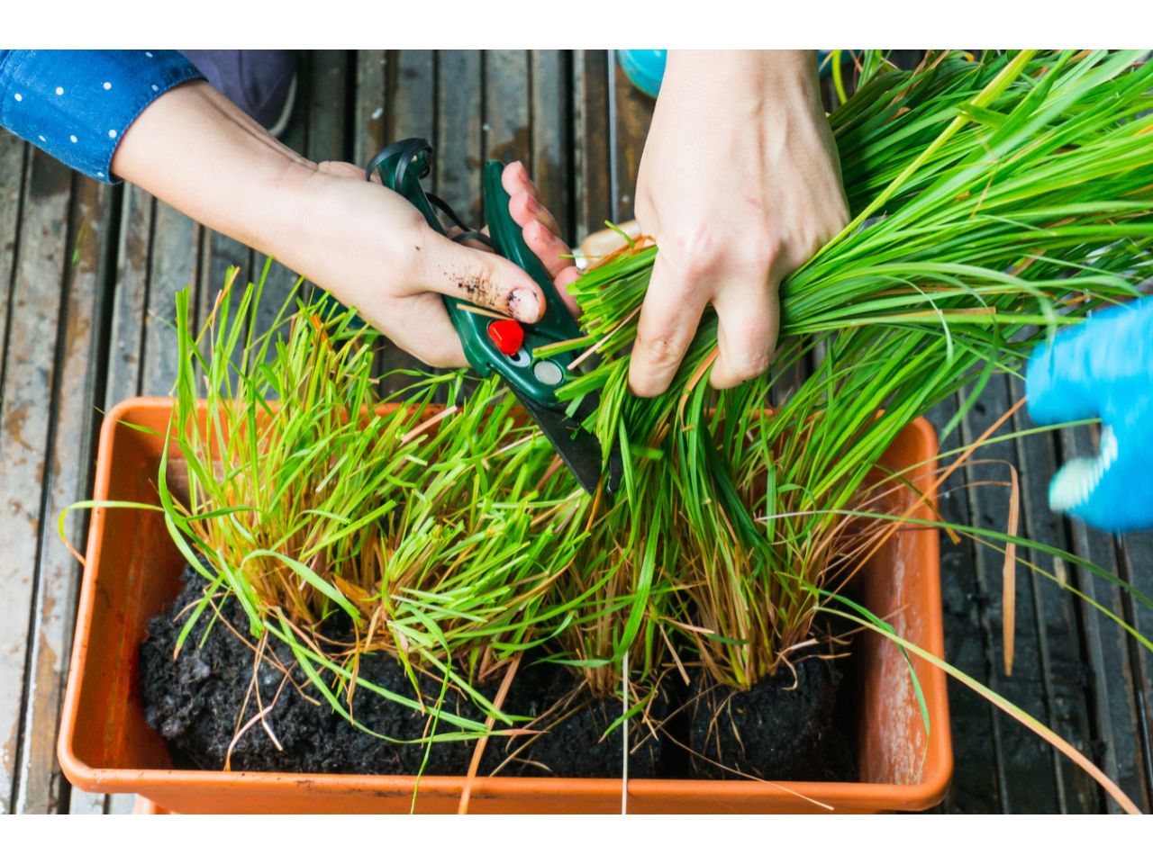Trimming aromatic herbs in a planter. Preparing top herb seeds for planting.