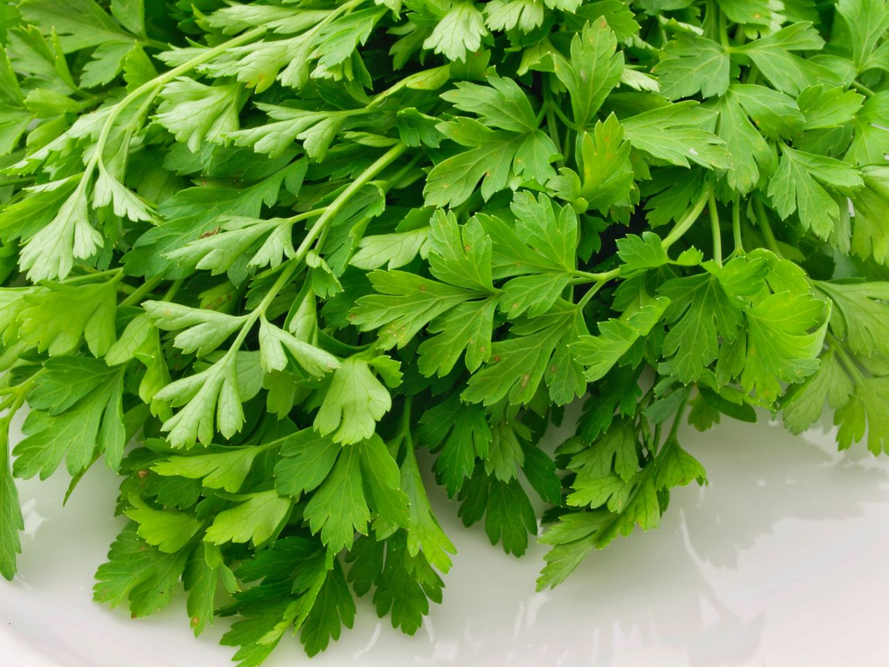 Fresh bunch of flat-leaf parsley on a white surface.