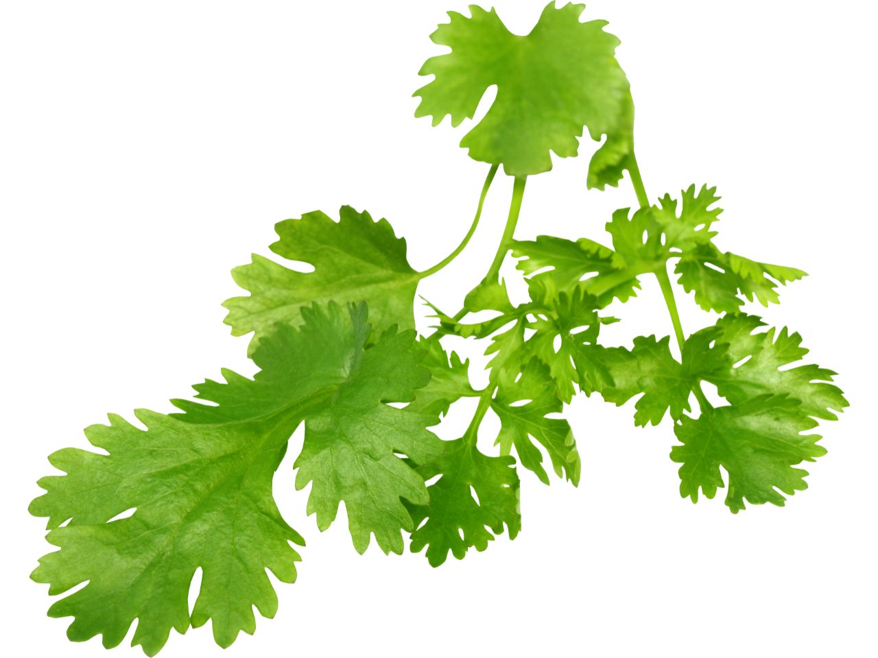 Fresh cilantro leaves. Plant organic cilantro for a flavorful herb.