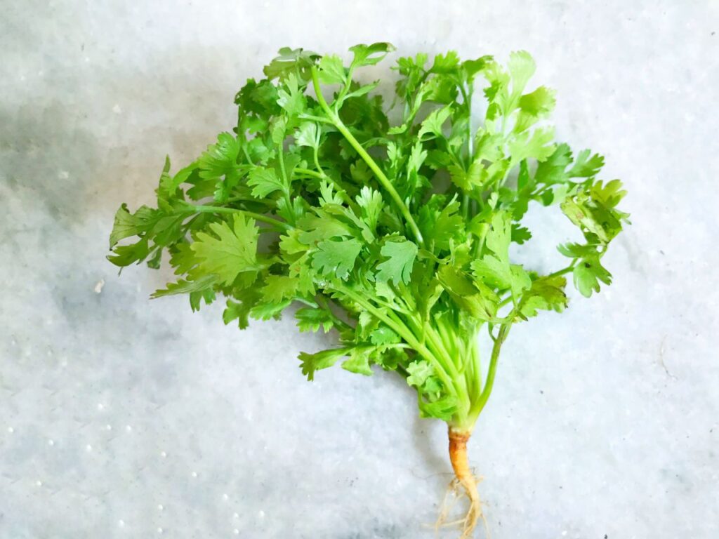 Fresh cilantro bunch with roots, perfect for protecting organic cilantro during winter.