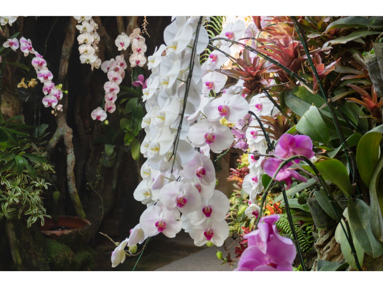 Cascading white orchids with pink centers, surrounded by lush greenery.